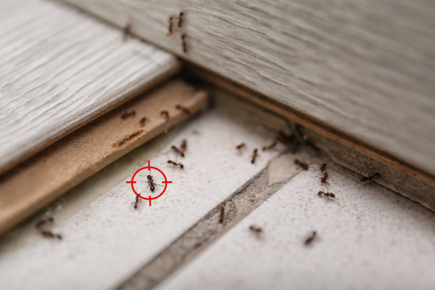 Best Local Pest Control Services  in Scotts Hill, TN