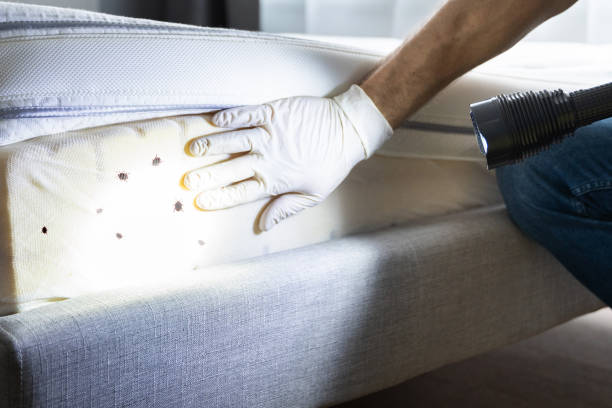 Best Insect Control  in Scotts Hill, TN
