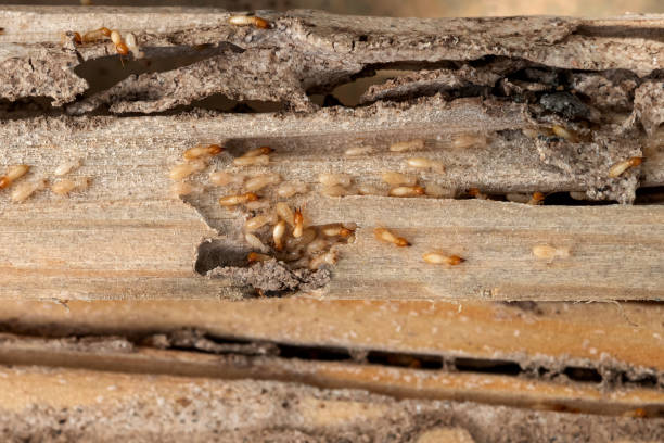 Wasp Removal Services in Scotts Hill, TN